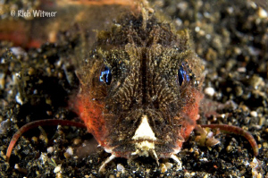 Stingfish (subfamily Minoinae).  ID by Suzan :) by Richard Witmer 